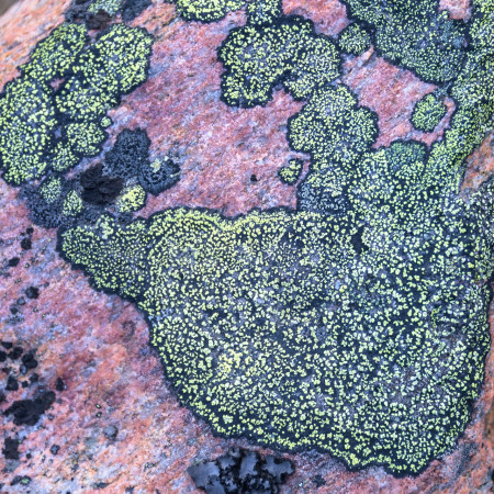 W.Haltrich