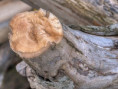 /album/fulle-den-rahmen/dsc3662-1-jpg/