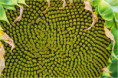 /album/fulle-den-rahmen/lendl-franz-2242-jpg/