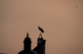 /album/kontraste/dsc1591-jpg/