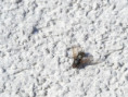 /album/muster-mit-unterbrechung/2250473-bearbeitet-jpg/