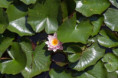 /album/muster-mit-unterbrechung/2011-08-03-015-jpg/